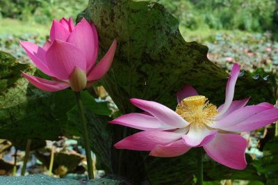 Borneo, Lotus