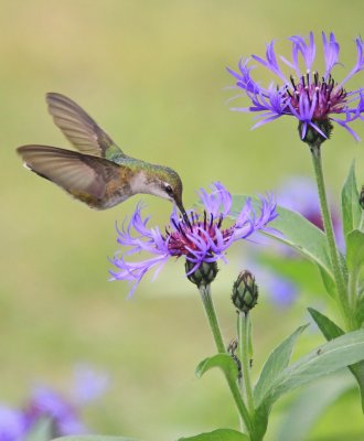 colibri  gorge rubis, DPP_504c.jpg