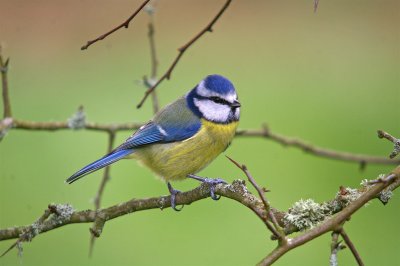 Blue Tit