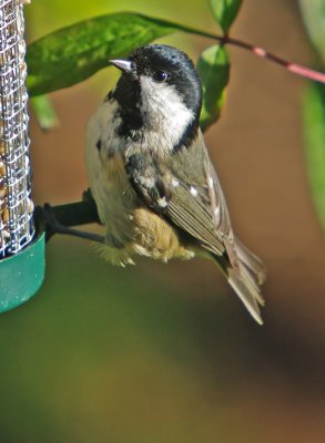 Coal Tit - Parus ater