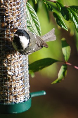 Coal Tit - Parus ater