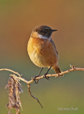 Stonechat