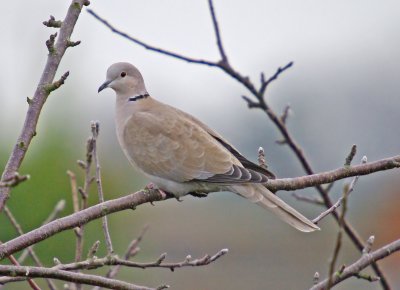 Collared Doves in my garden