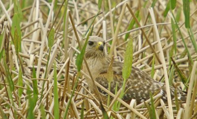 Red Shouldered Hawk - Buteo lineatus