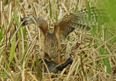 Red Shouldered Hawk - Buteo lineatus