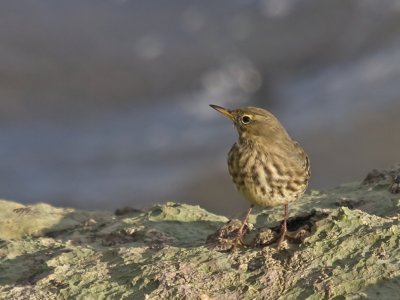 Rock Pipit