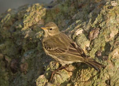 Rock Pipit