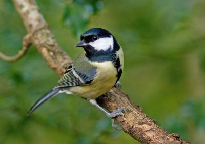 Great Tit - Parus major