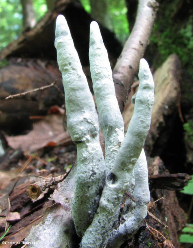 Fungi