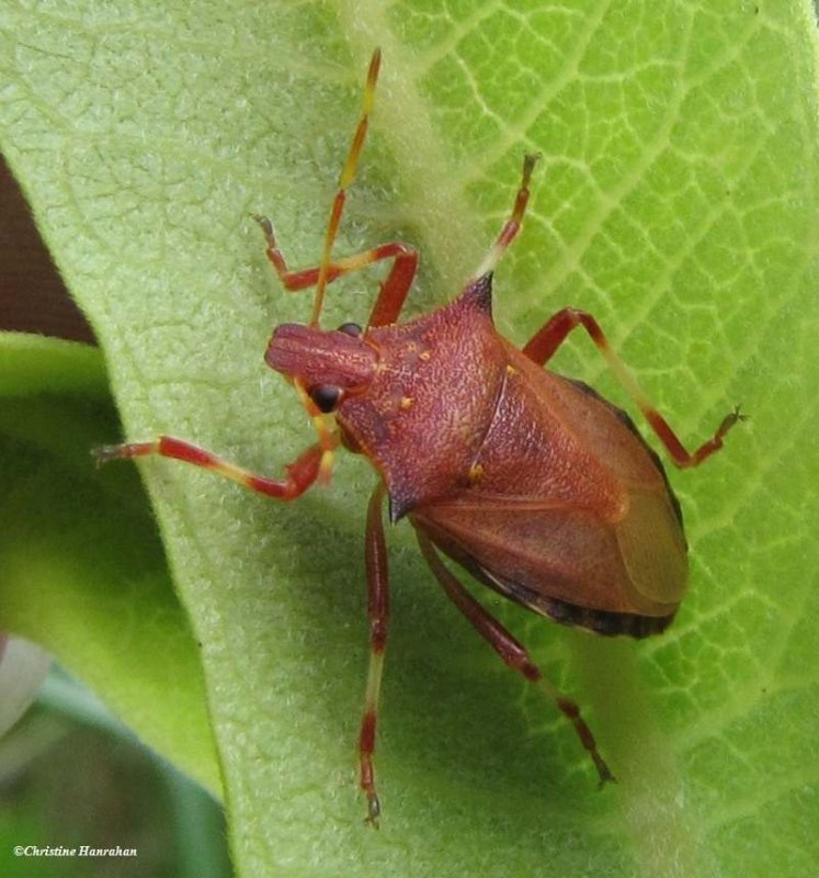 Spiny shieldbug (Picromerus bidens)