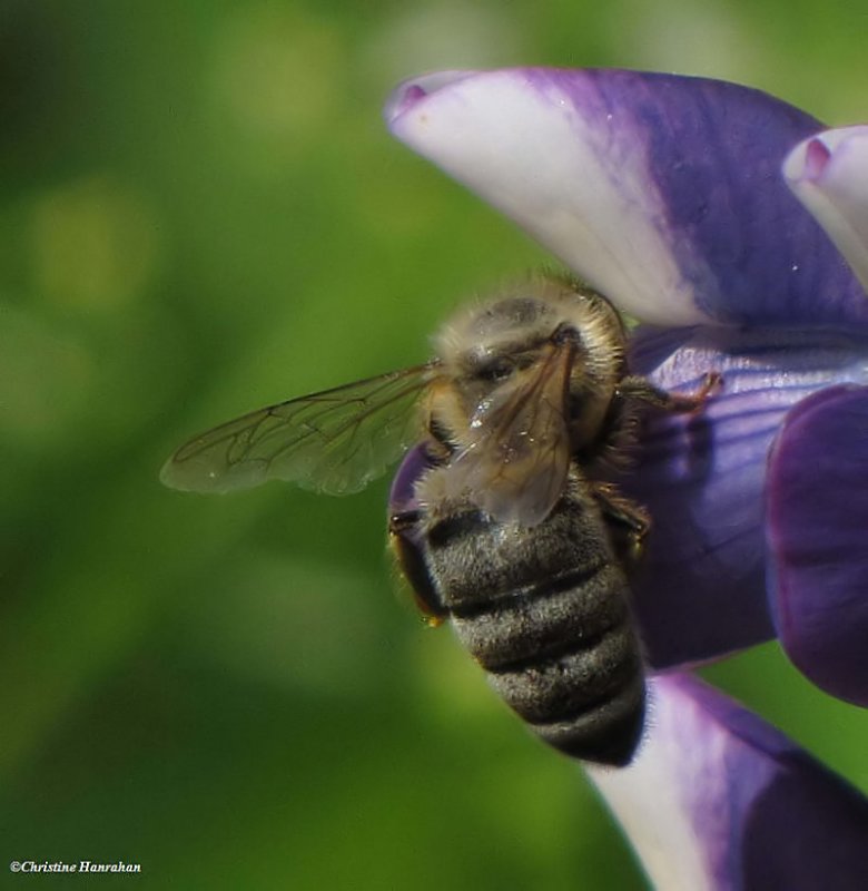 Honey bee (Apis mellifera) on lupine