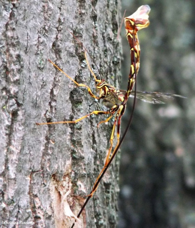 Ichneumonid wasp (Megarhyssa macrurus), female