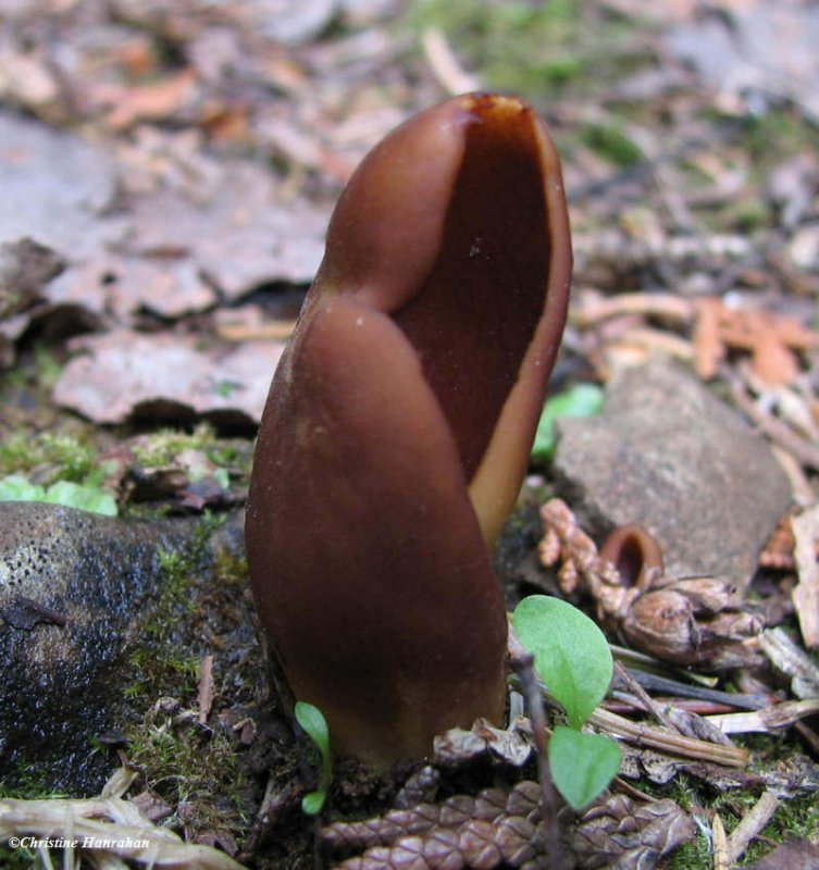 possibly an ear-shaped fungi (Otidea)
