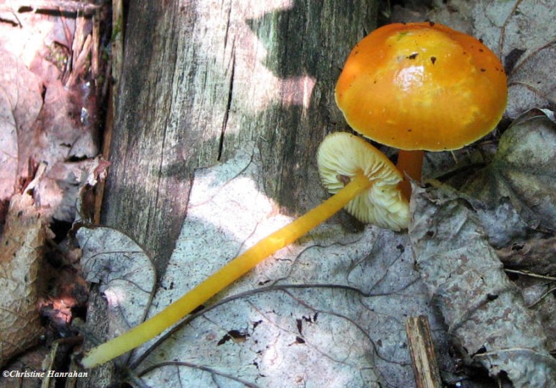 Possible Hygrocybe