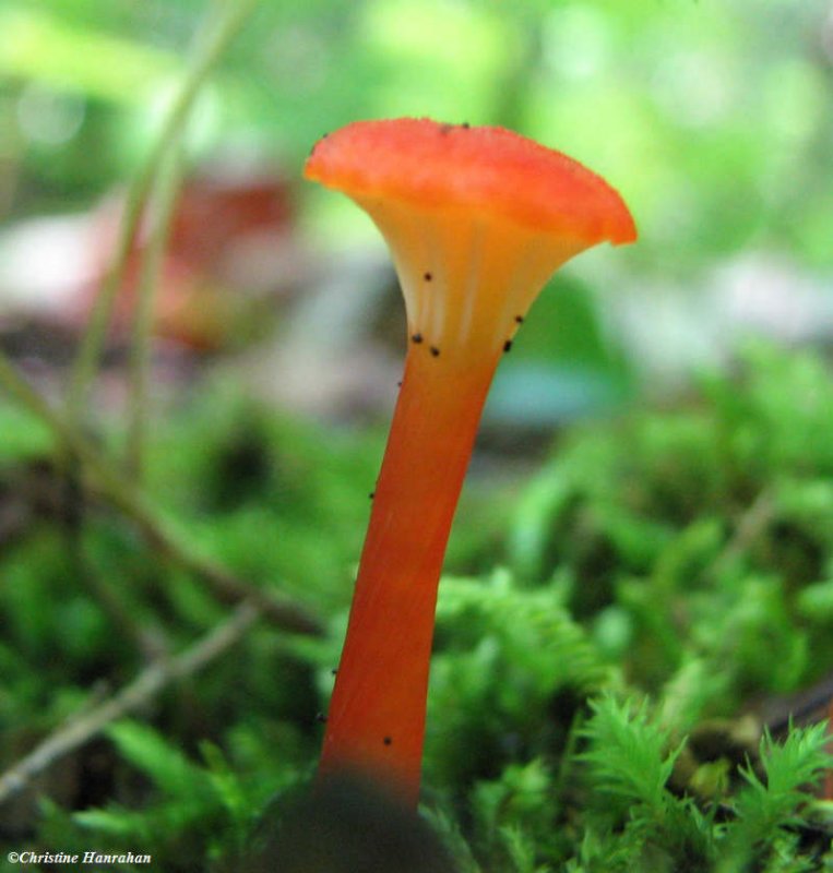 Mushroom, possibly a Hygrocybe sp.