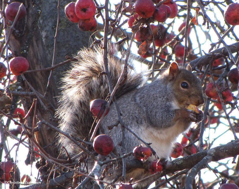 Grey with crabapples