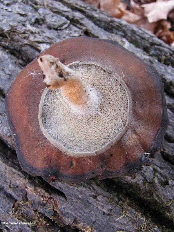 Winter polypore (Polyporus brumalis)