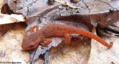 Red eft (Notophthalmus viridescens)