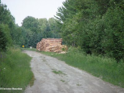 Logging in Larose