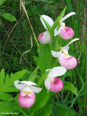 Wildflowers: L to O