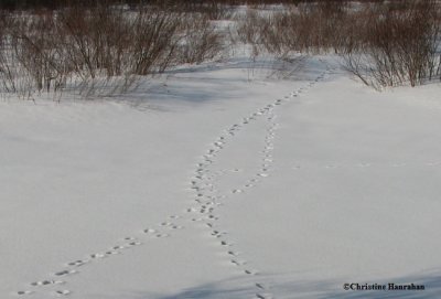 White-tailed deer (<em>Odocoileus virginianus</em>) tracks in snow