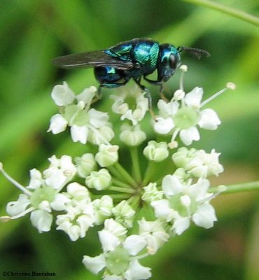 Chalcid Wasps (Superfamily: Chalcidoidea)