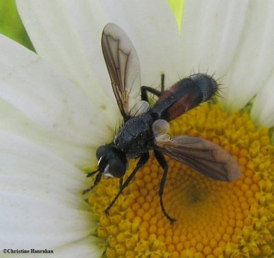 Tachinid fly (<em>Cylindromyia interrupta</em>), a wasp mimic