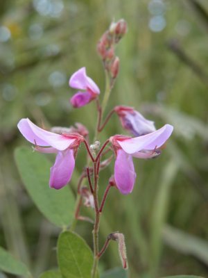 Showy tick-trefoil (<em>Desmodium canadense</em>)