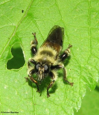 Robber fly (Laphria sacrator), a bumblebee mimic