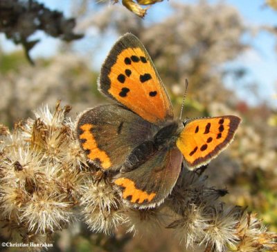 American copper (<em>Lycaena phlaeas</em>)