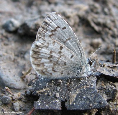Spring azure (<em>Celastrina ladon</em>)