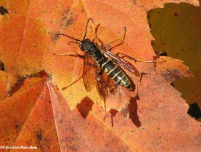 Paper wasp (<em>Polistes fuscatus</em>)
