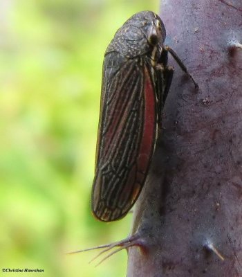 Leafhopper (Cuerna striata)