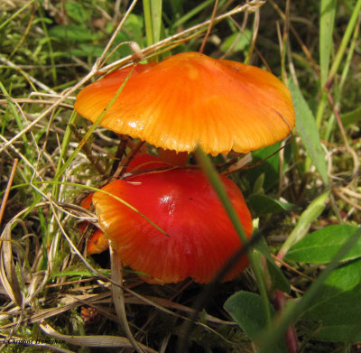 g5/50/883250/3/119473404.rddKD76H.jpg