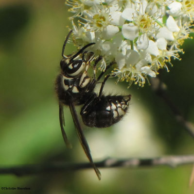 Bald-faced hornet (<em>Dolichovespula maculata</em>)on Chokecherry