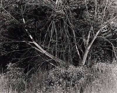 Tree1.jpg