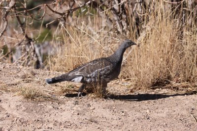 Blue Grouse