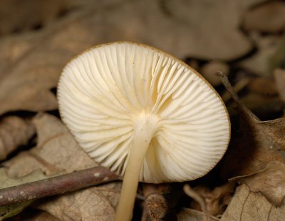 Xerula radicata