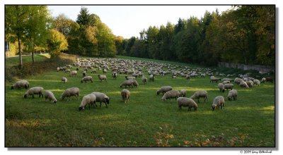 sheep-8851-sm.JPG