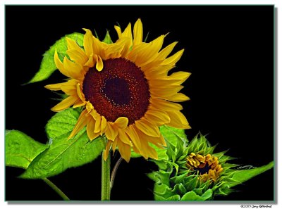sunflower-4585-2-sm.jpg
