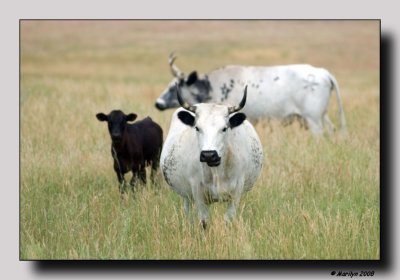 'Longhorns'