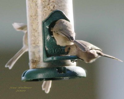 11-12 bushtits e1865.jpg