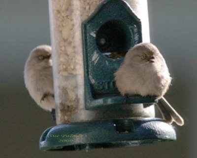 11-12 bushtits e 1875.jpg