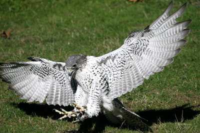9-24 gyr 5761.jpg