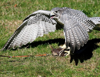 9-24 gyr 5762.jpg