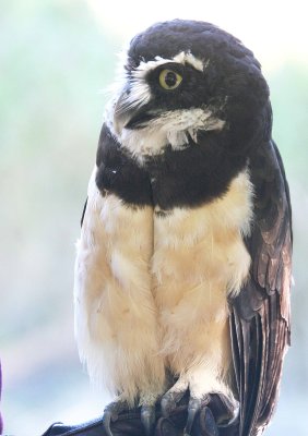 9-24 spectacled owl  5581.jpg