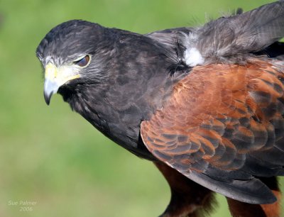 9-24 harris hawk 5672.jpg