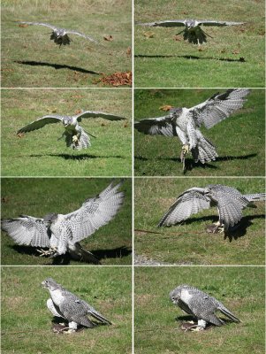 9-24 gyr series.jpg