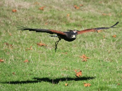 9-24 harris hawk 5686.jpg