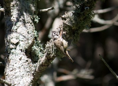 Andorran bird